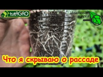 ЧТО Я СКРЫВАЮ О СВОЕЙ РАССАДЕ? Почему у вашей рассады могут быть слабые корни и вытягивание?