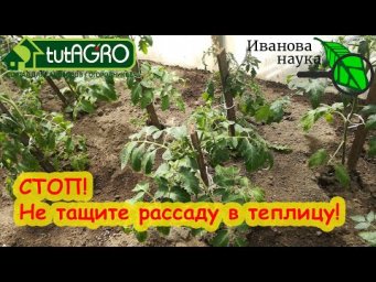 СТОП!!! ОНИ ПРОСНУЛИСЬ! Не тащите рассаду в теплицу, не посмотрев это видео! Сперва сделайте....
