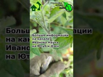 ВЕРХУШКИ У ТОМАТОВ... ПОСИНЕЛИ! Что делать?