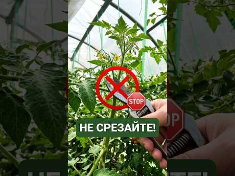 НЕ СРЕЗАЙТЕ верхушки томатов!Пока не узнаете про ЭТО! Кормовой пасынок.