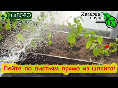 Как ПРАВИЛЬНО и ЗАЧЕМ опрыскивать и дождевать растения в теплице: огурцы, томаты, баклажаны, перцы.