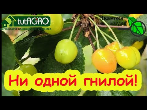 ВИШНЯ и ЧЕРЕШНЯ БЕЗ ГНИЛИ: простое средство для обработки по ягодам. Обязательная обработка сада. ВИШНЯ и ЧЕРЕШНЯ БЕЗ ГНИЛИ: простое средство для обработки по ягодам. Обязательная обработка сада.