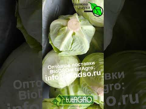 НИКОГДА НЕ БЕРИТЕ ЭТУ КАПУСТУ В ЗАСОЛКУ и НА ХРАНЕНИЕ! Как выбрать капусту для квашения и засолки. НИКОГДА НЕ БЕРИТЕ ЭТУ КАПУСТУ В ЗАСОЛКУ и НА ХРАНЕНИЕ! Как выбрать капусту для квашения и засолки.