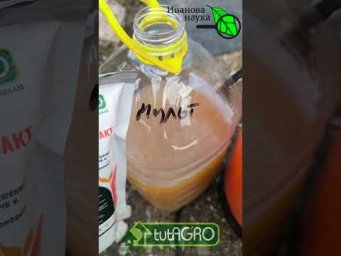 Клубника С КУЛАК! Вся клубника станет сладкой как мед и крупной от этой подкормки! Без полива!