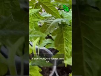 1000 кустов &mdash; не проблема! Самый ЛЕНИВЫЙ способ закалки рассады.