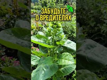 В 15 раз СИЛЬНЕЕ ХИМИИ! Это РАСТЕНИЕ изгонит ВСЕХ вредителей из сада и огорода. Пора действовать!