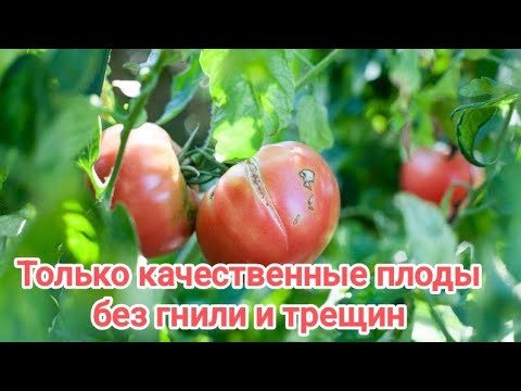 Накормил помидоры этим раствором - и через 7 дней собрал тонны томатов: больше 10 кг с куста!