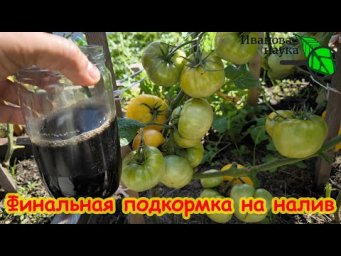 СРОЧНО! Финальная подкормка для томатов, перцев и баклажанов, чтобы спели и наливались быстрее.