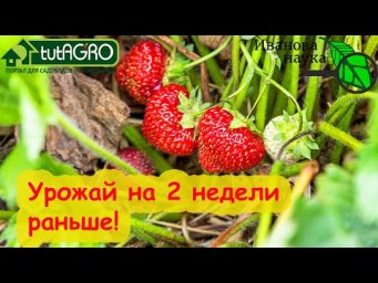 РАЗБОР ПОЛЁТОВ №2. Виктория против ВИКТОРИИ: как не потерять урожай клубники из-за глупых советов.