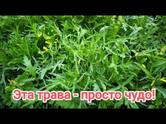 ЭТА ТРАВА УВЕЛИЧИВАЕТ УРОЖАЙ В 20 РАЗ! Вот как надо ее использовать.