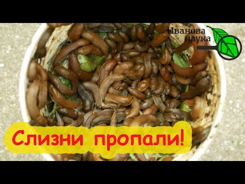 БЕДААААА!!!! Избавился от слизней на всем участке и теперь беда - не знаю, что делать! БЕДААААА!!!! Избавился от слизней на всем участке и теперь беда - не знаю, что делать!
