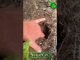 ЗАБУДЬТЕ О ПОДКОРМКАХ ОГУРЦА! Урожаи без подкормок! Листья не желтеют, завязи не отваливаются.