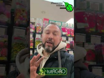 Не покупайте &laquo;пыль&raquo;! ОБАЛДЕННЫЕ ПЕТУНИИ! Где взять лучшие семена петунии? Петуния как на картинке.