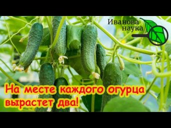 УРОЖАЙ УДВОИТСЯ, если будете правильно срывать огурцы!