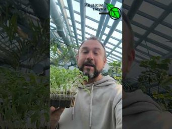 Эффект ВИДЕН уже через 30 МИНУТ! РАССАДА ПОЖЕЛТЕЛА, ПОСИНЕЛА и ХИЛАЯ? Обработайте этим раствором!