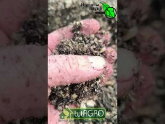 Забыл про фитофтору и кладоспориоз! Просто добавляю одну ложку в лунку перед посадкой #огород #сад