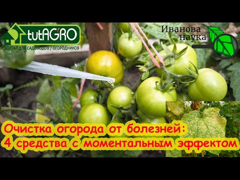 СРОЧНО!! Счёт идет на часы! БОЛЕЗНИ - СТОП! От фитофтороза и пероноспороза 4 моментальных средства. СРОЧНО!! Счёт идет на часы! БОЛЕЗНИ - СТОП! От фитофтороза и пероноспороза 4 моментальных средства.