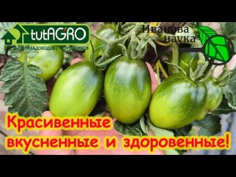 С ЭТОЙ ПОДКОРМКОЙ ТОМАТЫ КАК МЯЧИ! Один раз опрыскал и завались урожаем!