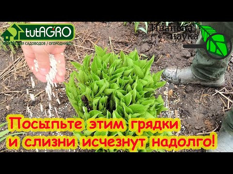 КАК ПРОГНАТЬ СЛИЗНЕЙ СО СВОЕГО УЧАСТКА БЕЗ ПРИМАНОК И ХИМИИ. Самый простой способ избавиться от него КАК ПРОГНАТЬ СЛИЗНЕЙ СО СВОЕГО УЧАСТКА БЕЗ ПРИМАНОК И ХИМИИ. Самый простой способ избавиться от него