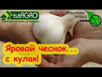 ПРИГОТОВЬТЕСЬ К УРОЖАЮ ЧЕСНОКА! Яровой чеснок - С КУЛАК! Как вырастить крупный яровой чеснок.