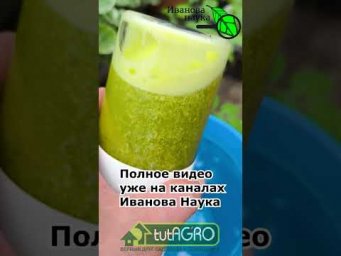 ЧЕМ ПОЛИТЬ РАССАДУ ПОСЛЕ ВЫСАДКИ. 100 % приживаемость. Готовим желтый раствор своими руками.
