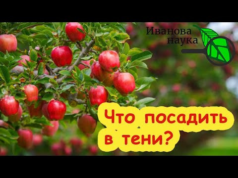 ЭТО ДЕРЕВО ДАЕТ УРОЖАЙ ДАЖЕ В ТЕНИ: вкусный урожай в тенистом саду. ЭТО ДЕРЕВО ДАЕТ УРОЖАЙ ДАЖЕ В ТЕНИ: вкусный урожай в тенистом саду.