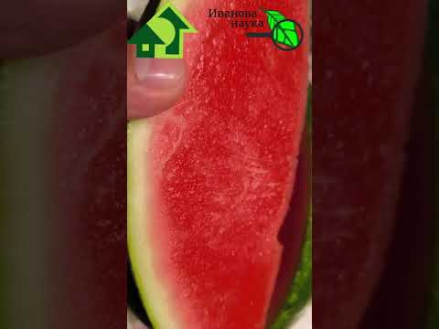 Первый майский арбуз 2024 года. Вкусный, сочный, ароматный.