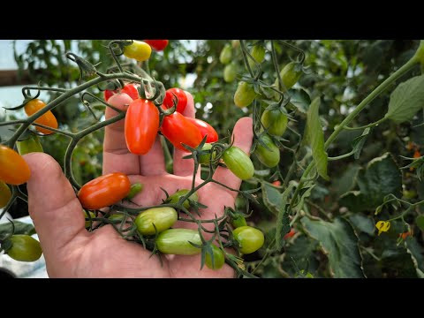 Сладкие черри как виноград! На семена не потратил ни копейки. Сладкие черри как виноград! На семена не потратил ни копейки.