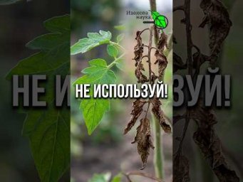 ШОК! ТОМАТЫ СГОРЕЛИ ЗА НОЧЬ!  НЕ ИСПОЛЬЗУЙТЕ ЭТО!