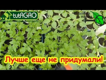 СКЕПТИКИ РЫДАЮТ ОТ ДОСАДЫ: крепкая рассада ДАЖЕ без подсветки и подкормок!
