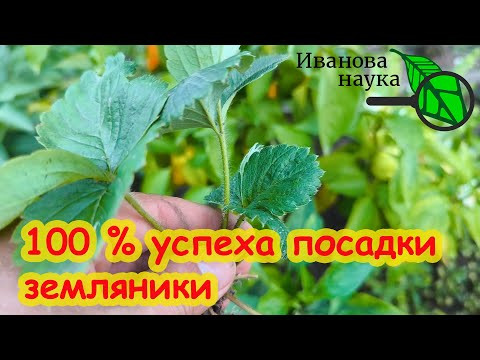 ПОСАДКА ЗЕМЛЯНИКИ САДОВОЙ/КЛУБНИКИ БЕЗ ОШИБОК: лучшие сроки, глубина, мульча и уход за корнями. ПОСАДКА ЗЕМЛЯНИКИ САДОВОЙ/КЛУБНИКИ БЕЗ ОШИБОК: лучшие сроки, глубина, мульча и уход за корнями.