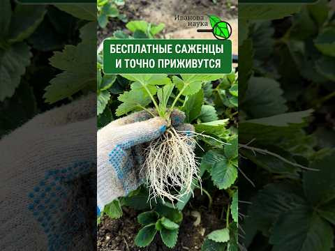ИЗ 1 КУСТА СРАЗУ 20! ХВАТИТ ТРАТИТЬ ДЕНЬГИ на САЖЕНЦЫ КЛУБНИКИ. Свои в 100 раз лучше покупных!