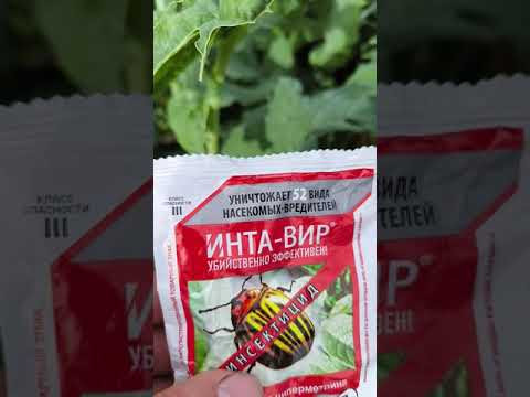 Как избавиться от вредителей осенью? Нашатырный спирт от гусениц. Чем обработать капусту.