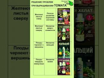 ПАМЯТКА ПО УХОДУ ЗА ТОМАТОМ. Проблемы и их решение. Часть 1.