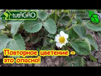 ЗАЦВЕЛА ОБЫЧНАЯ КЛУБНИКА и СМОРОДИНА ОСЕНЬЮ? Надо бить тревогу! Вот как вернуть урожай в сад.