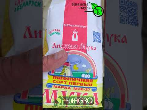 БЕЗ ЭТОГО ЧЕСНОК НЕ САЖАЮ! Лучшая заправка почвы для посадки чеснока. Всего 1 грамм и чеснок лучший! БЕЗ ЭТОГО ЧЕСНОК НЕ САЖАЮ! Лучшая заправка почвы для посадки чеснока. Всего 1 грамм и чеснок лучший!