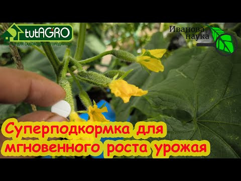 АСПИРИН + ДРОЖЖИ = СУПЕРПОДКОРМКА. Вот как правильно приготовить раствор для томатов и огурцов.