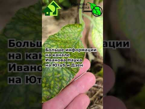 ПЯТНА НА ЛИСТЬЯХ ТОМАТА.