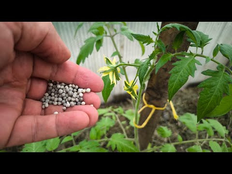 ЭТО УДОБРЕНИЕ ДОЛЖНО БЫТЬ У КАЖДОГО: томаты не жируют, урожайные, вкусные, сладкие и без гнили.