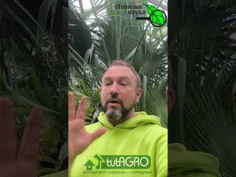 Поливаю рассаду только ЭТИМ РАСТВОРОМ! Рассада толстая, крепкая и не болеет. Как исправить воду.