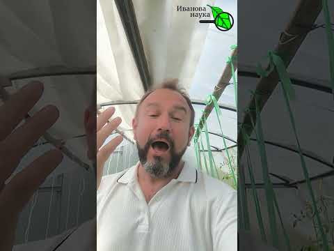 Желтеют листья огурцов и не вяжутся томаты? Это паутинный клещ! Спасите урожай за 1 раз! Желтеют листья огурцов и не вяжутся томаты? Это паутинный клещ! Спасите урожай за 1 раз!