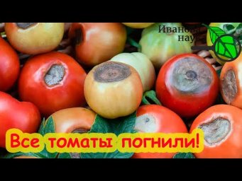 "Обработала 1 раз ЭПИНОМ и все томаты ГНИЛЫЕ!" Помощь зрителю: что с томатами? Опасный Эпин.