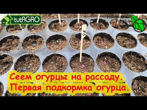 Огурцы будут самыми ранними и вкусными - проверенный способ!!! Попробуйте и будете так сеять всегда! Огурцы будут самыми ранними и вкусными - проверенный способ!!! Попробуйте и будете так сеять всегда!