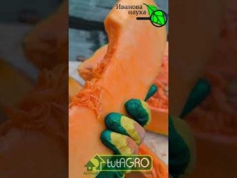 Нитратная бомба на вашем столе: как овощи вредят вашему здоровью. Нужен ли нитратомер дома?