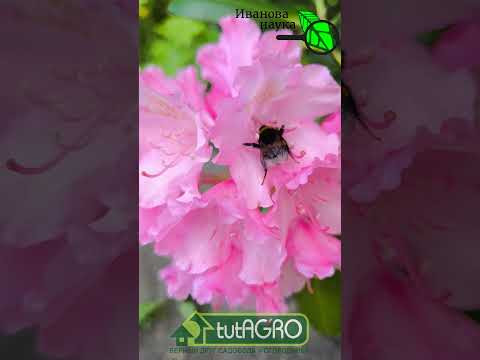 Тля и муравьи исчезнут за день! #огород #дача #сад #муравьи #вредители #советыдачникам #лайфхак Тля и муравьи исчезнут за день! #огород #дача #сад #муравьи #вредители #советыдачникам #лайфхак