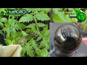 СЛАБАЯ РАССАДА? МОЩНЕЙШАЯ ПОДКОРМКА РАССАДЫ ПЕРЕД ВЫСАДКОЙ! Сделайте ее обязательно!