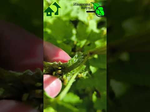 ВСЯ ТЛЯ СДОХЛА, А СМОРОДИНА КАК КУКОЛКА! 2 столовые ложки на 10 л воды - и сад в порядке!
