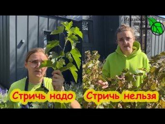 Семена Алтая провели работу над ошибками. Когда же лучше стричь верхушки у черной смородины?