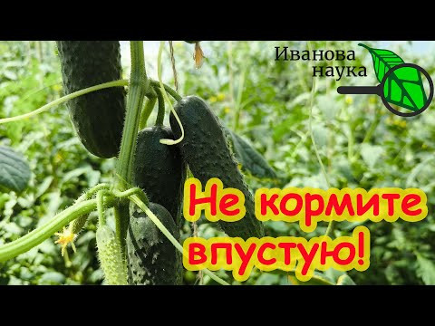 НЕ КОРМИТЕ ОГУРЦЫ ВПУСТУЮ! Многие подкармливают просто зря! Вот как надо кормить огурцы на урожай. НЕ КОРМИТЕ ОГУРЦЫ ВПУСТУЮ! Многие подкармливают просто зря! Вот как надо кормить огурцы на урожай.