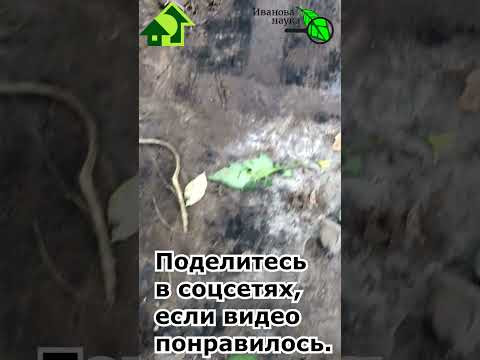 Что делается! Триходерма по всей теплице! #полезное #удобрение #diy #дача #огород #подкормка Что делается! Триходерма по всей теплице! #полезное #удобрение #diy #дача #огород #подкормка
